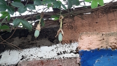 Passiflora tarminiana