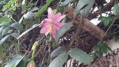 Passiflora tarminiana