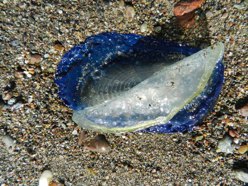 photo of By-the-wind Sailor (Velella velella)