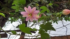 Passiflora tarminiana