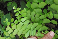 Adiantum amplum