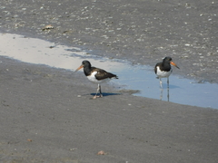 Haematopus palliatus