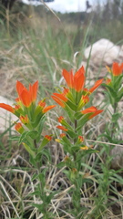 Castilleja glandulosa