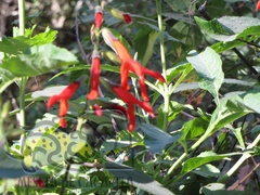 Salvia gesneriiflora