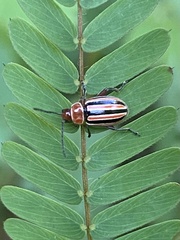 Disonycha admirabila