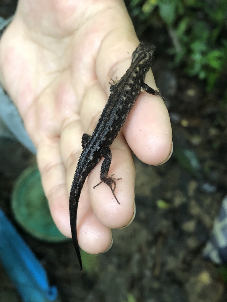 Peruvian Stream Lizard