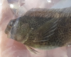 Hypsoblennius ionthas