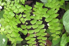 Adiantum amplum