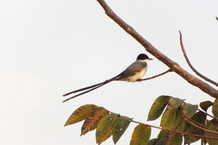 Tyrannus savana