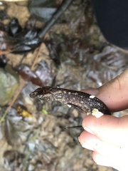 Potamites ecpleopus