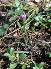 Stephanomeria lactucina