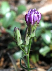 Stephanomeria lactucina