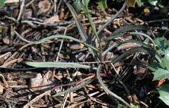 Stephanomeria lactucina