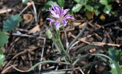 Stephanomeria lactucina