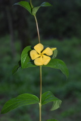 Mandevilla apocynifolia
