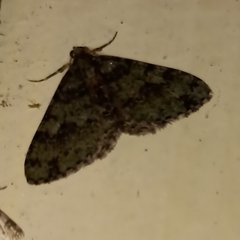 Myrioblephara duplexa