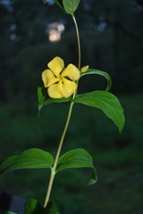 Mandevilla apocynifolia