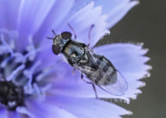 Platycheirus stegnus