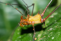 Ventrivomer ancyrophorus