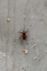 Pyrrhocoris apterus