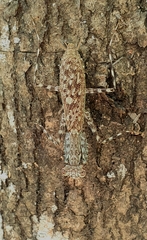Liturgusa cayennensis