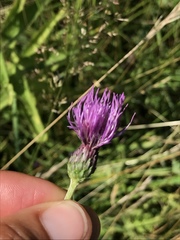 Cirsium tuberosum