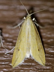 Donacaula longirostrallus