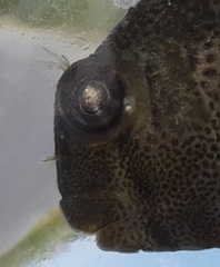 Hypsoblennius ionthas