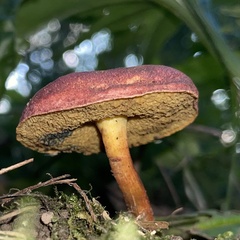 Hortiboletus rubellus