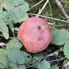 Hortiboletus rubellus