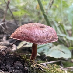 Hortiboletus rubellus