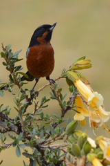 Diglossa brunneiventris