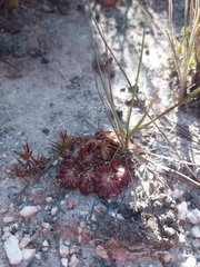 Drosera spirocalyx