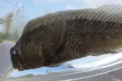 Hypsoblennius ionthas