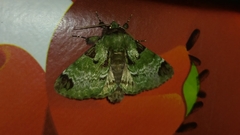 Pachyplastis apicalis