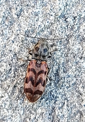 Pseudanostirus tigrinus