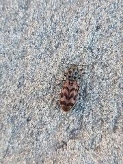 Pseudanostirus tigrinus