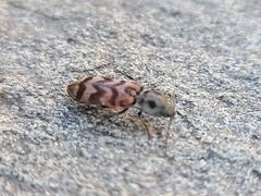 Pseudanostirus tigrinus