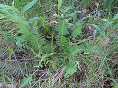 Neoblechnum brasiliense