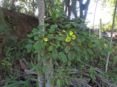 Alchornea glandulosa