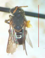 Nannotrigona mellaria