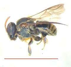 Nannotrigona mellaria