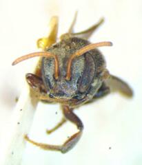 Nannotrigona mellaria