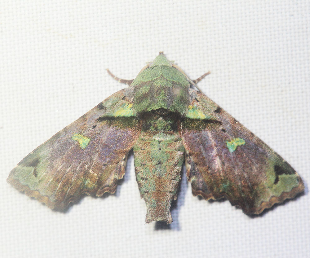 Kobestelia