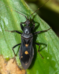 Rasahus guttatipennis
