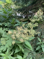 Macleaya cordata