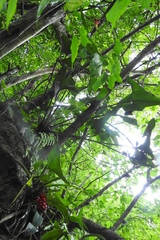 Anthurium cerrobaulense