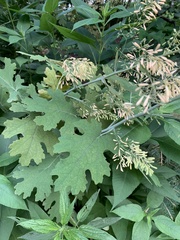 Macleaya cordata