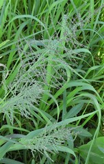 Leptochloa panicoides