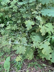 Macleaya cordata